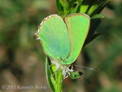 green hairstreak (Callophrys rubi) Kenneth Noble